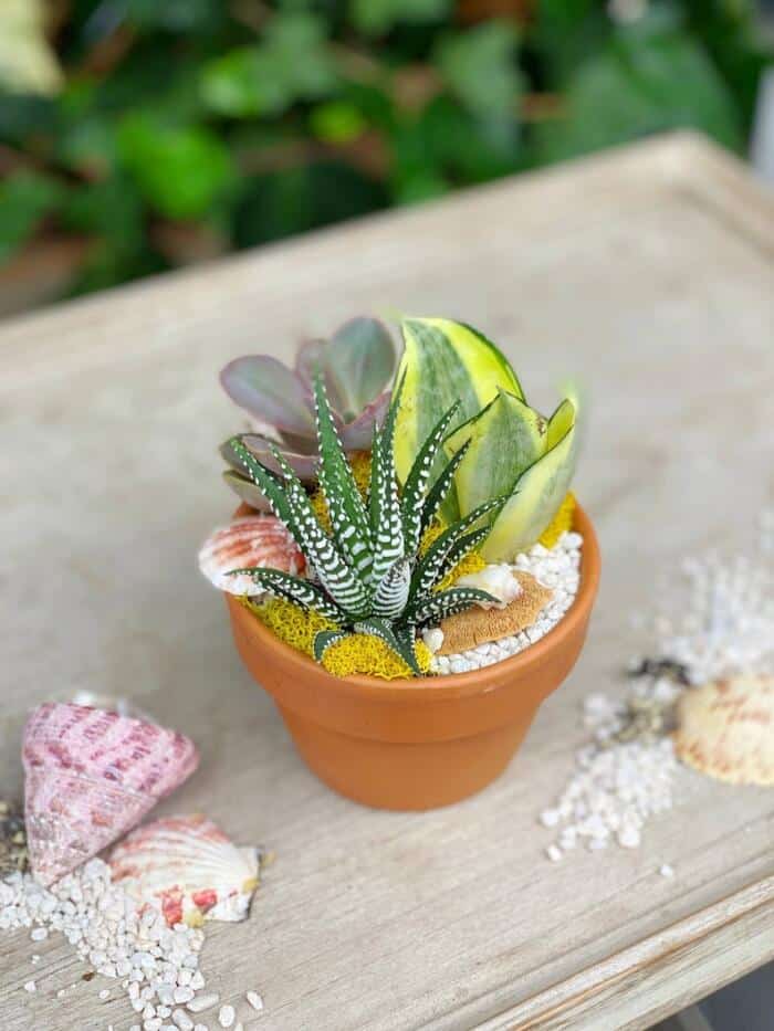 The Watering Can| This DIY kit is made in a terracotta pot and features 3 assorted succulents. You will decorate it with pebbles, moss and seashells and even a preserved mushroom.