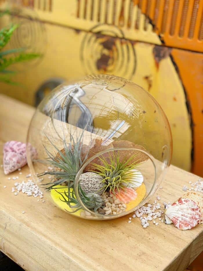 The Watering Can| This DIY kit features a variety of airplants nestled in sand and pebbles in a glass orb. You will decorate it with seashells and a preserved mushroom to complete you airplant terrarium.