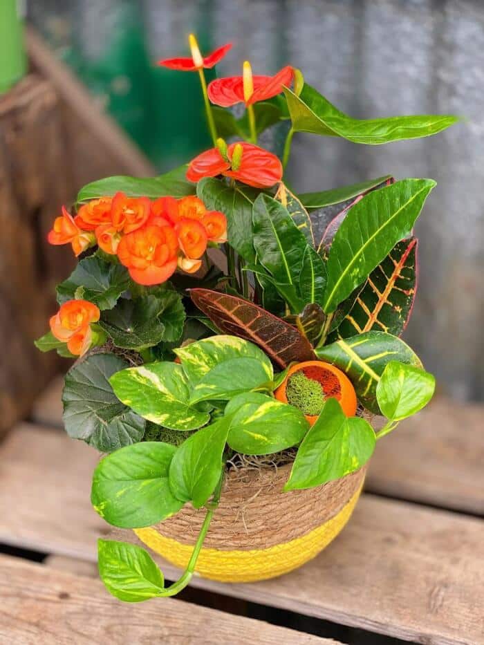 The Watering Can| This DIY kit is made in a woven basket with a stripe of yellow on the base. You will be planting an orange anthurium, an orange begonia, a pothos and a croton plant into the basket. You will decorate it with mosses and an orange bell cup.