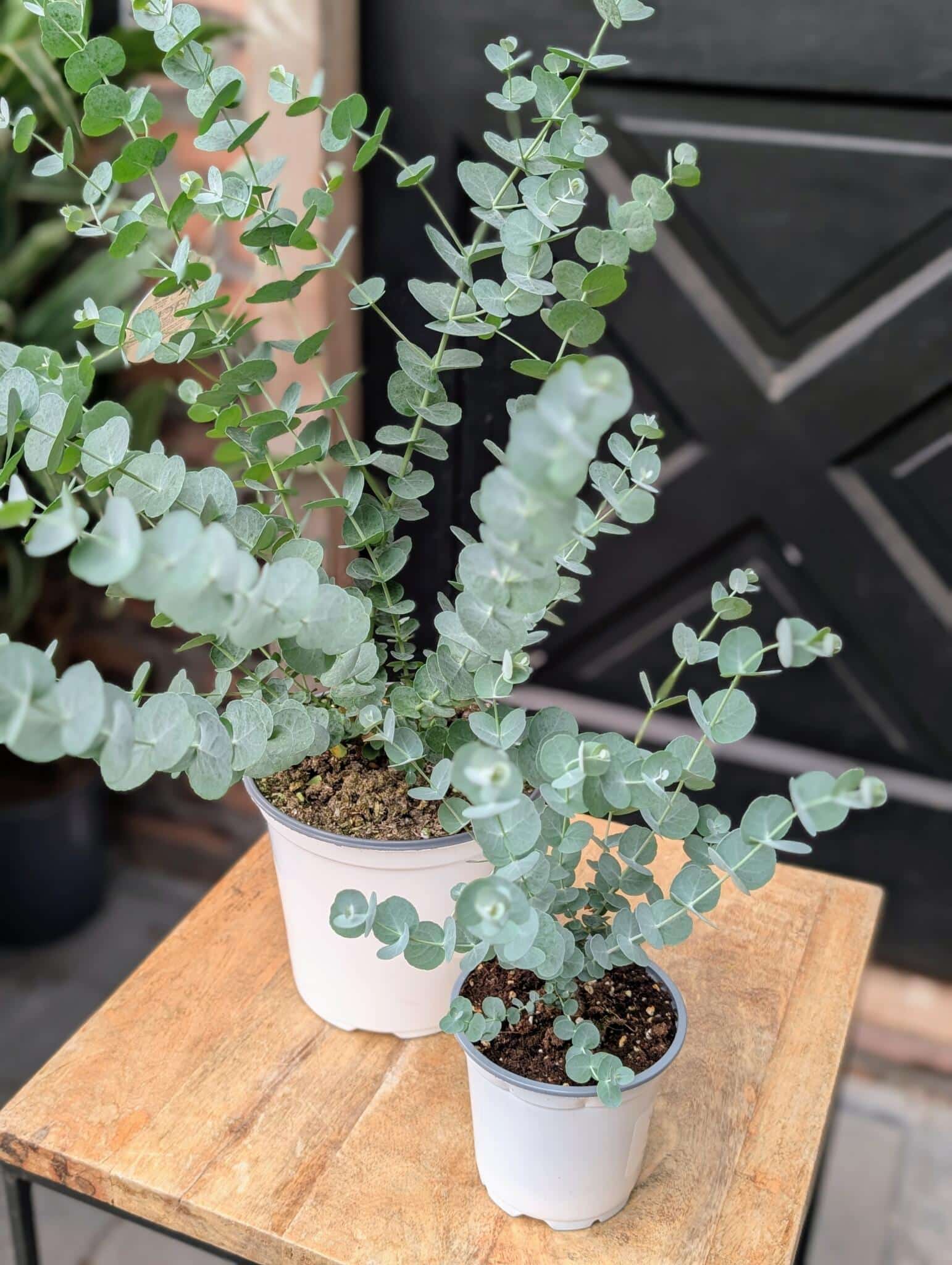 Glacier Eucalyptus Plant - Image 2