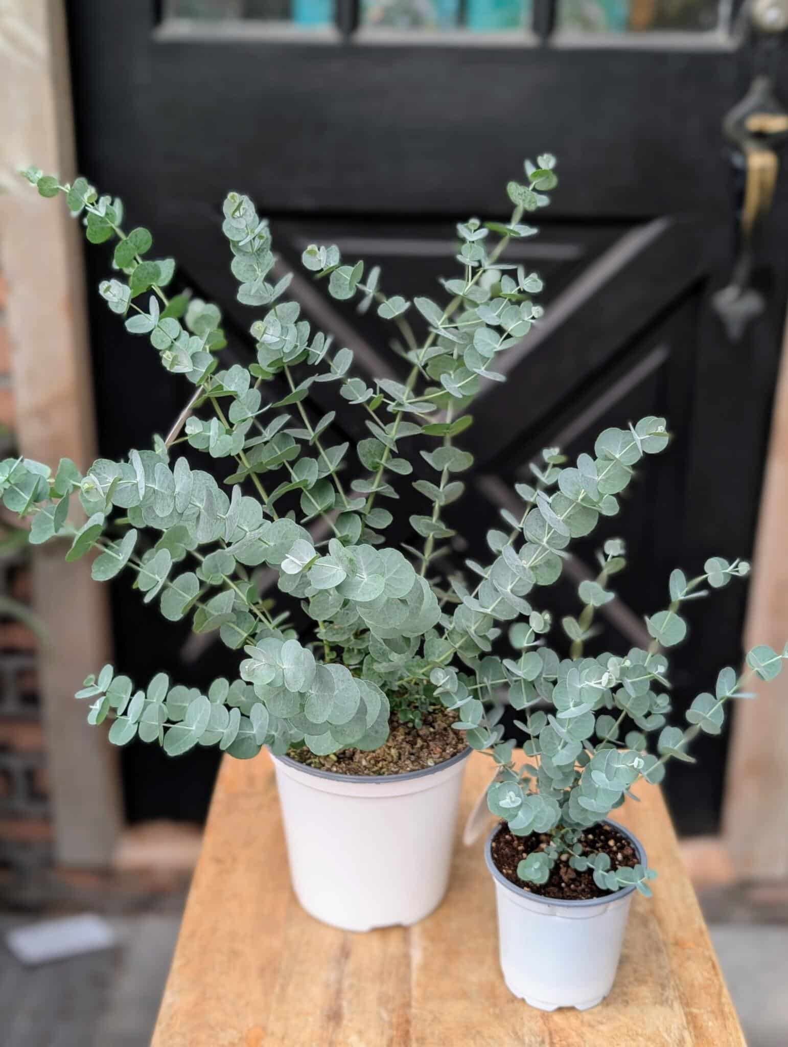 Glacier Eucalyptus Plant