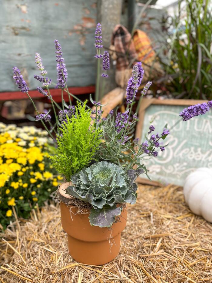 The Watering Can | This DIY kit includes a lavender plant, ornamental kale and a cypress tree all planted in a ceramic pot and decorated with moss.