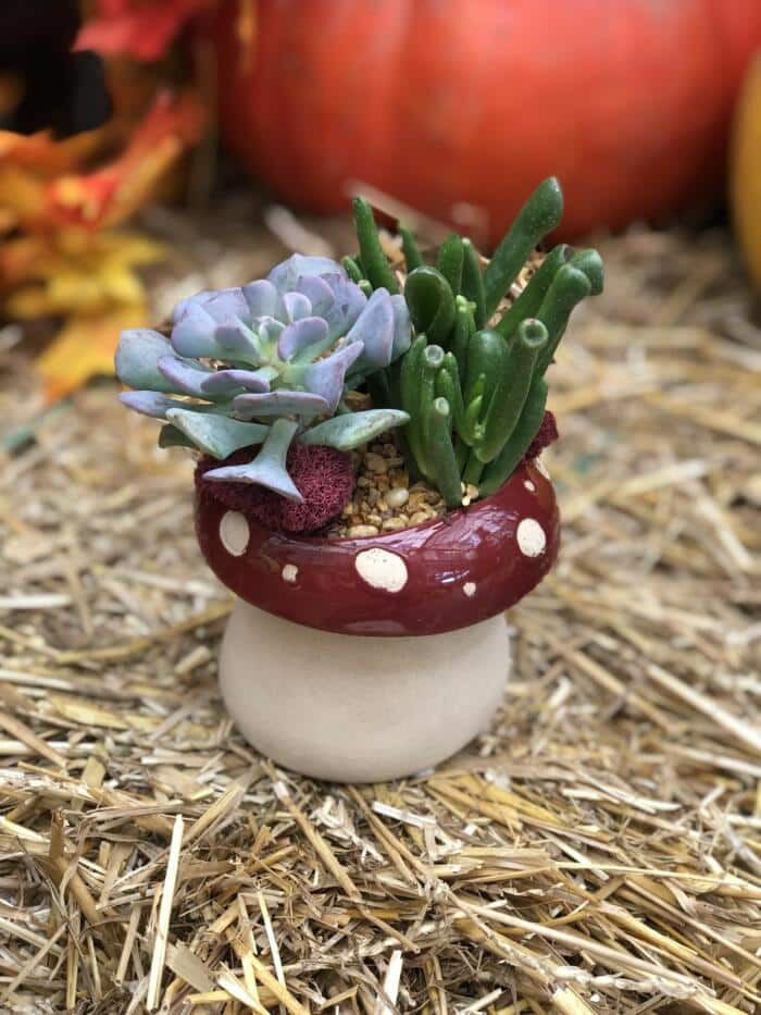 The Watering Can| This kit is made in a mushroom ceramic with 2 succulents and decorated with moss and stones.