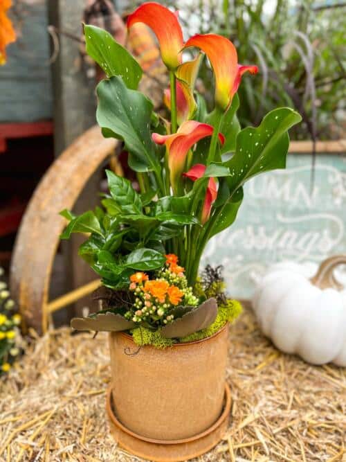 The Watering Can | This kit includes a calla lily, a tropical plant and a kalanchoe all nestled in an autumnal ceramic pot and decorated with moss