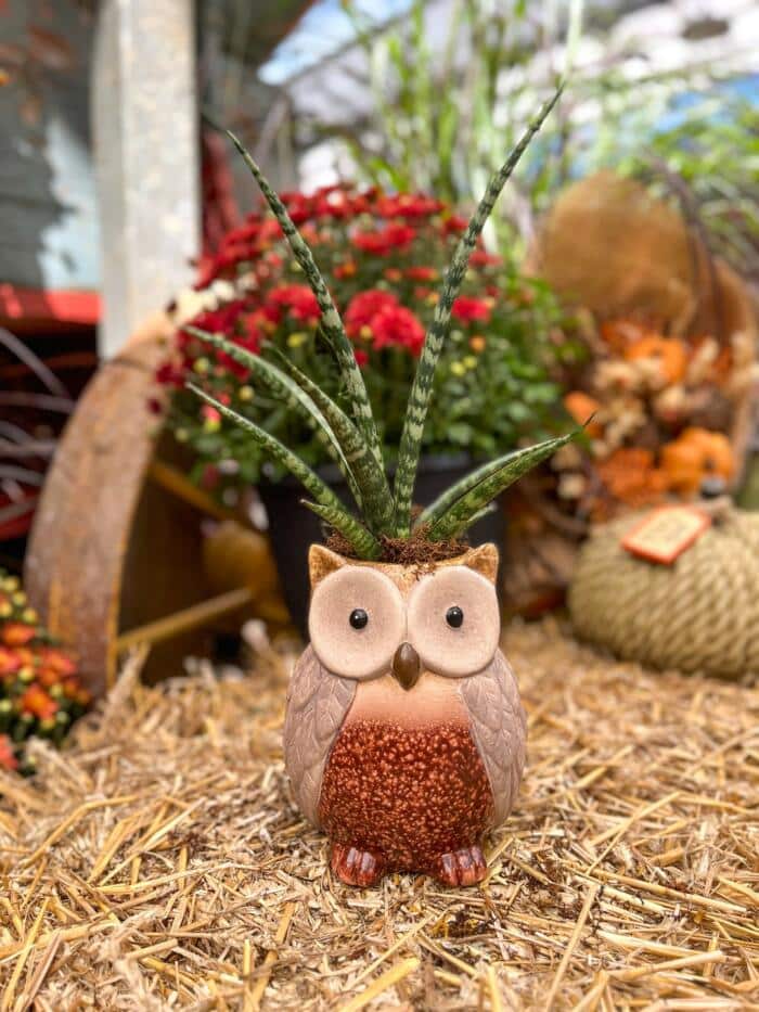 The Watering Can | This DIY includes a snake plant potted into a harvest themed owl ceramic. It is decorated with moss.