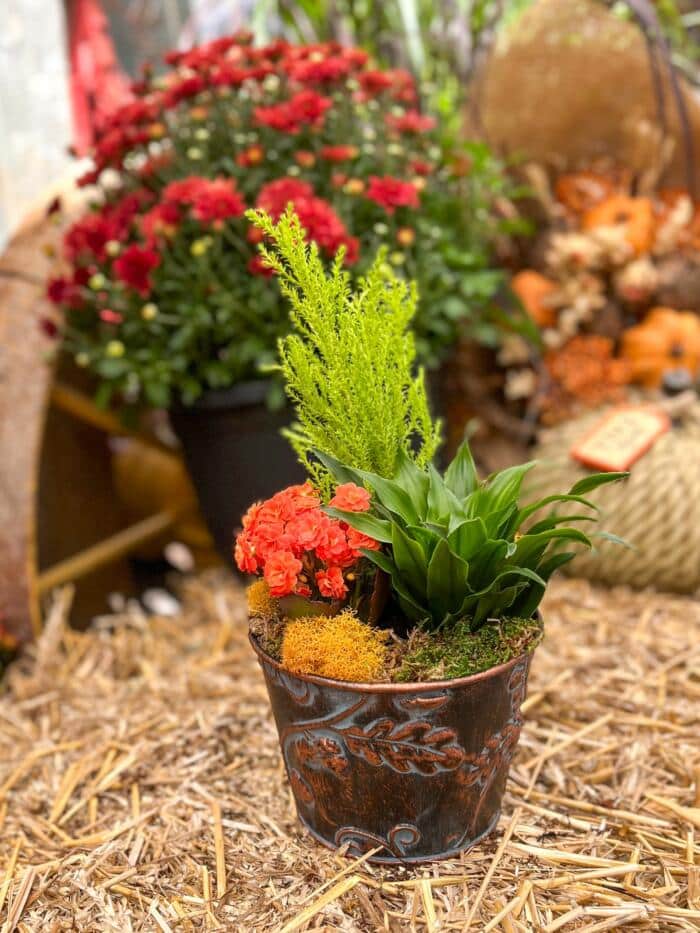 The Watering Can | This kit includes 3 plants to make this autumn inspired piece. It is made in a tin pot adorned with acrons and decorated with moss.