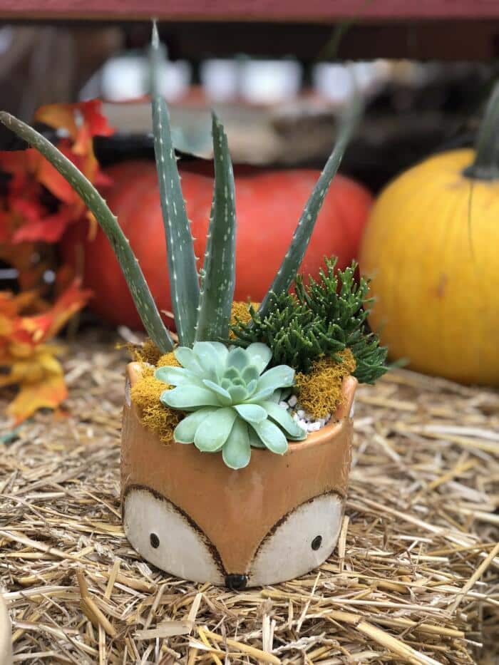 The Watering Can | This DIY kits features a fox ceramic pot planted up with a variety of succulents and decorated with mosses and stones.