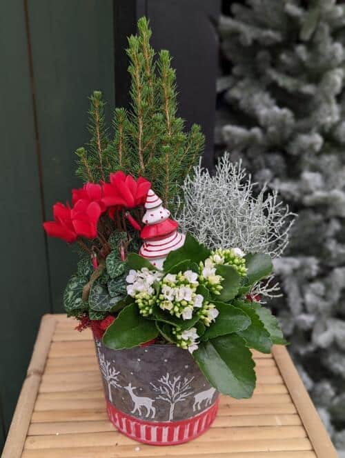 The Watering Can | A winter planter with a red and white ceramic evergreen tree designed in a tin container with red and white reindeer illustrations.