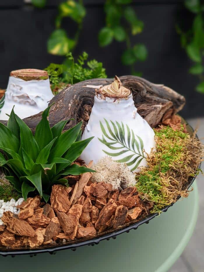 The Watering Can | A white amaryllis bulb with an image of a fern on it nestled in woodchips.