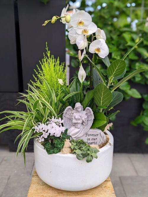 The Watering Can | An all white and green planter in a white ceramic container with a angel sitting amongst the plants.