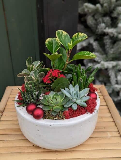 The Watering Can | A succulent planter with red moss and deco in a white ceramic container.