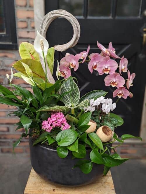 The Watering Can | A blush and white planter with tropical foliage in a black ceramic container.