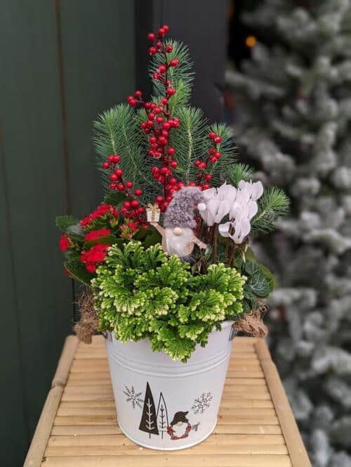 The Watering Can | Stone pine, frosty ferns, red berries, cyclamen and a gnome pick in a winter planter designed in a white tin with a gnome illustration on it.