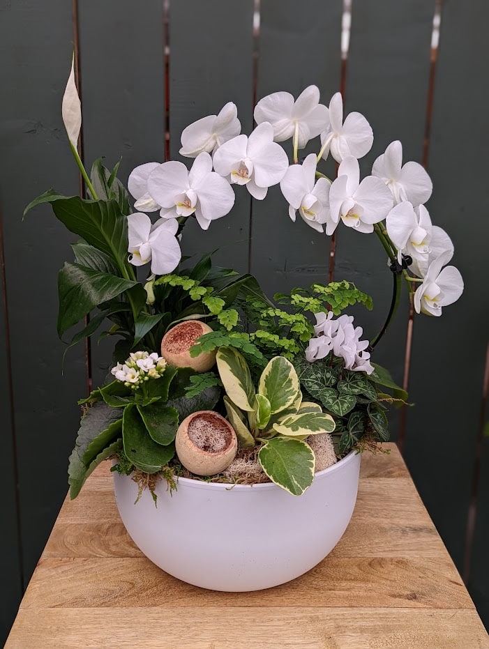 The Watering Can | An all white and green planter with a white hoop orchid in a white ceramic container.