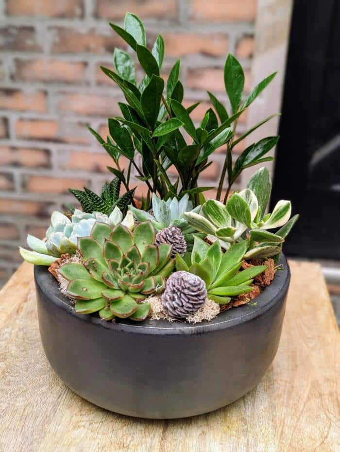 The Watering Can | An all succulent planter in a round black ceramic container.