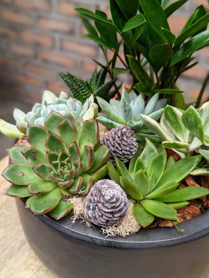 The Watering Can | Pinecones and succulents in a black ceramic container.