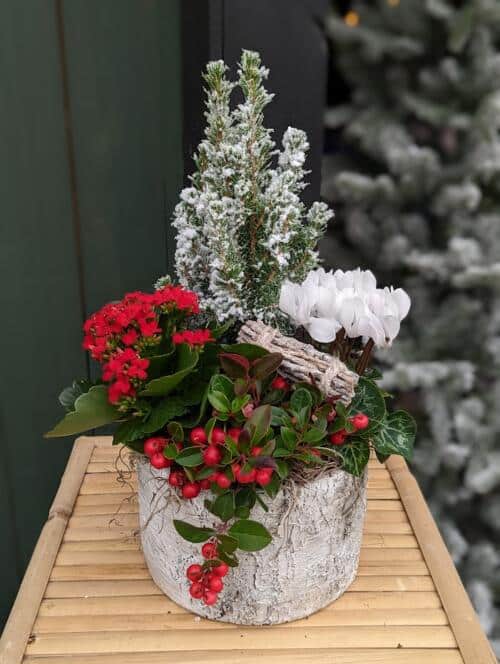The Watering Can | A red and white winter planter featuring a frosted alberta spruce in a white ceramic container textured to look like birch.
