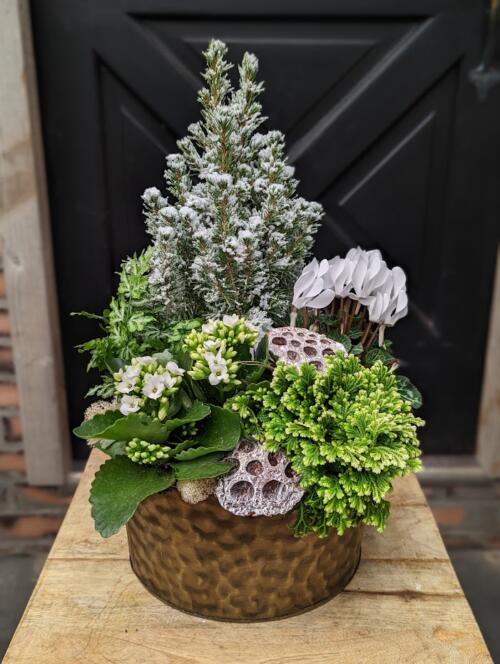 The Watering Can | A wintery white planter in a gold tin container.