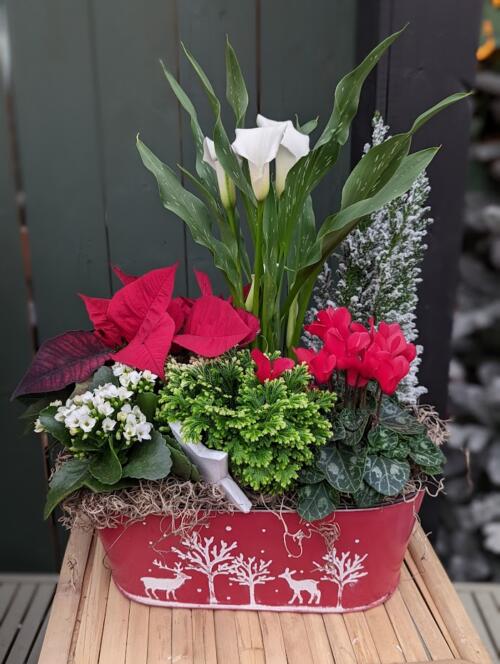 The Watering Can | A winter planter with white calla lilies, red cyclamen, a red poinsettia, and a flocked cypress in an oval red tin.