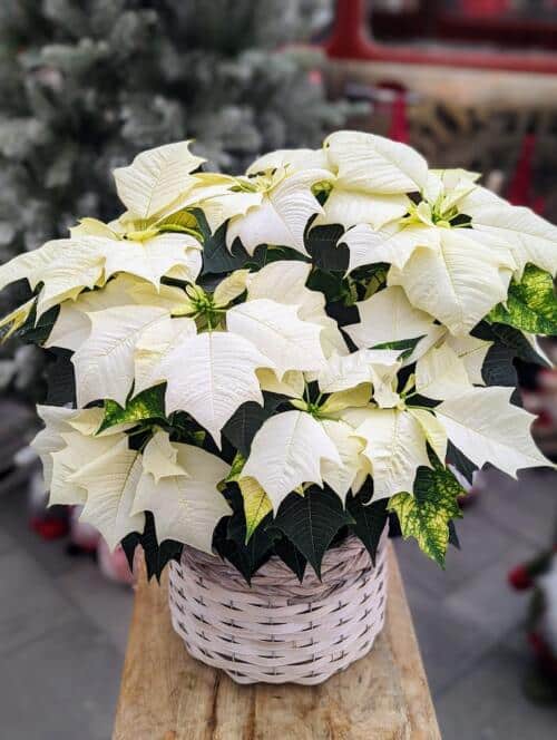 The Watering Can | A white poinsettia in a white and grey basket.