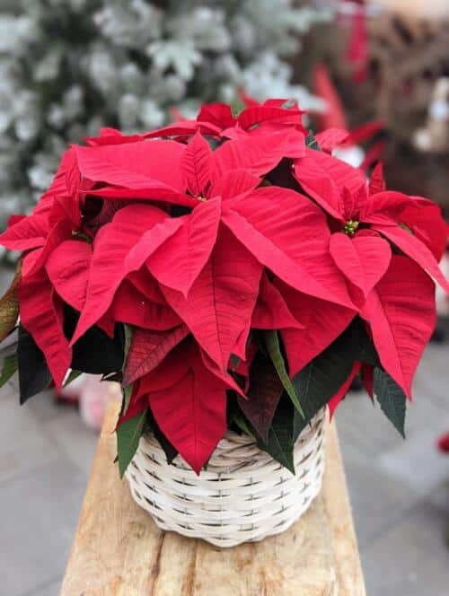 The Watering Can | A red poinsettia in a white an grey basket.