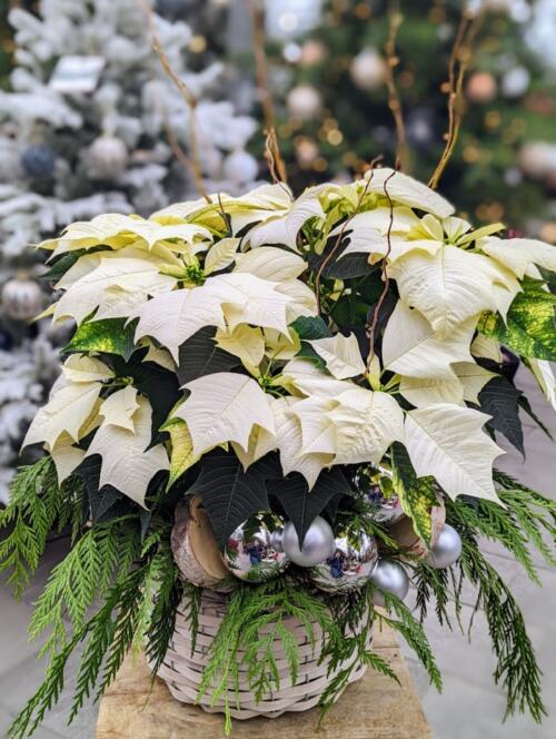 The Watering Can | A white poinsettia surrounded by cedar and decorated with silver ornaments.