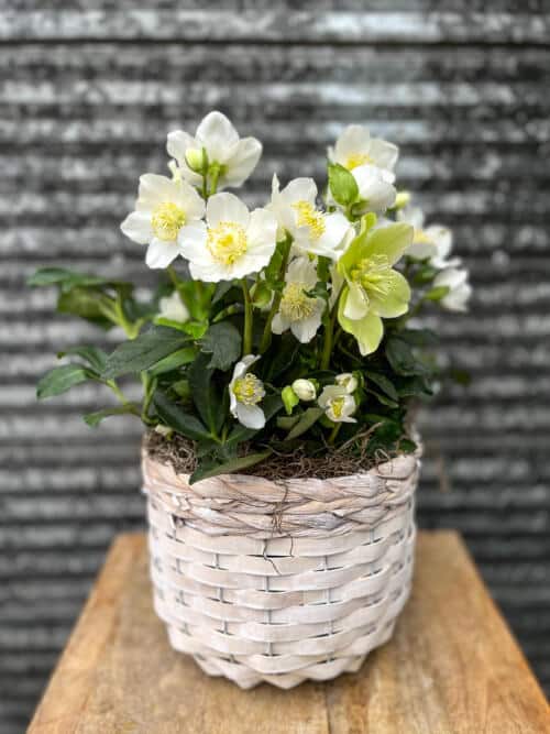 The Watering Can | A white helleborus in an white and grey basket.