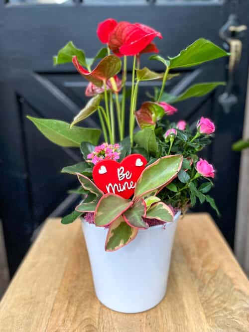 The Watering Can | A pink and red planter featuring a red anthurium and red heart pick that reads "Be Mine" designed in a white ceramic container.