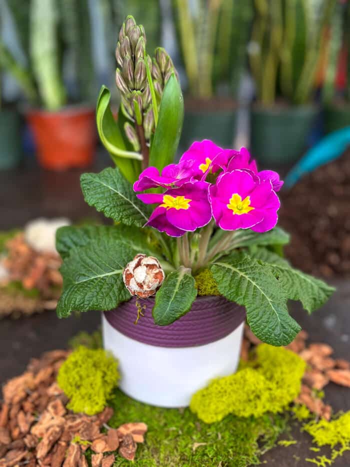 The Watering Can | This kit is made in a ceramic container with a hyacinth, a primula and decorations.