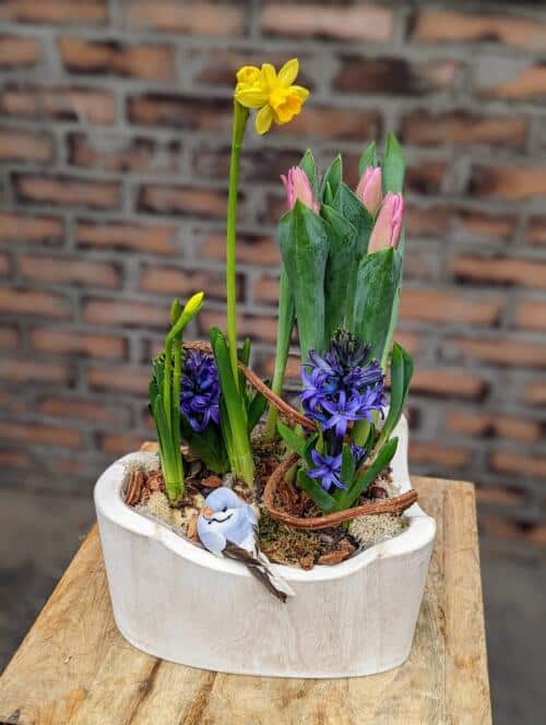 The Watering Can | A tulip and hyacinth blub planter not yet in bloom with a small blue bird perched on the edge of the white container.