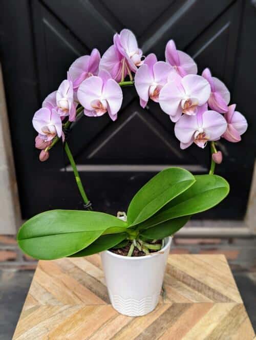 The Watering Can | A pink hoop orchid in a white ceramic container.