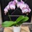 The Watering Can | A pink hoop orchid in a white ceramic container.
