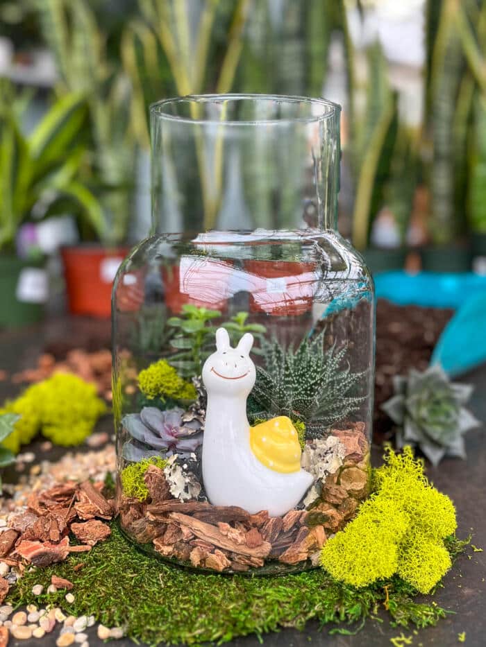 The Watering Can | This kit is made in a glass vase and features 3 assorted succulents and nestled together on one side. You will decorate with orchid bark, assorted mosses and the cutest ceramic snail to finish it off.