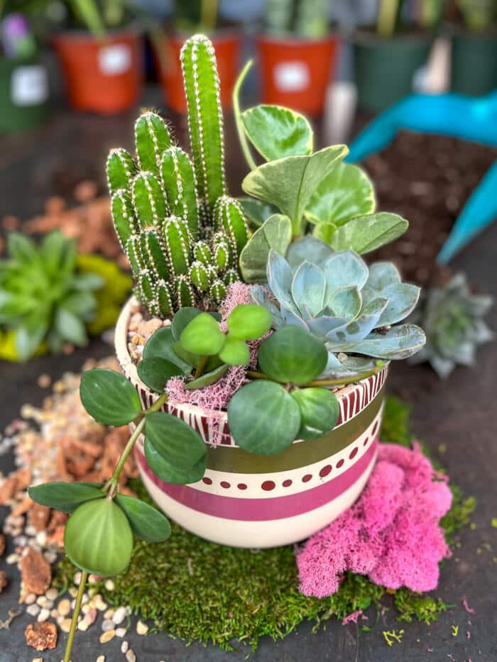 The Watering Can | This kit features a cactus and 3 assorted succulents and peperomia plants. It also comes with moss and stones to decorate your planter.