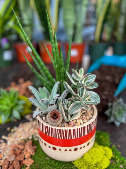 The Watering Can | This kit comes with a spike snake plant and 2 assorted succulents. You will also get soil to plant with and stones to decorate your planter.