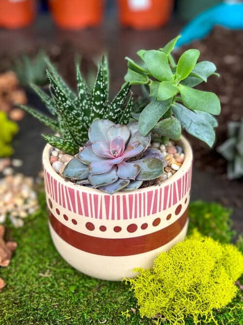 The Watering Can | This kit includes 3 assorted succulents for you to plant up and decorate with soil and stones.