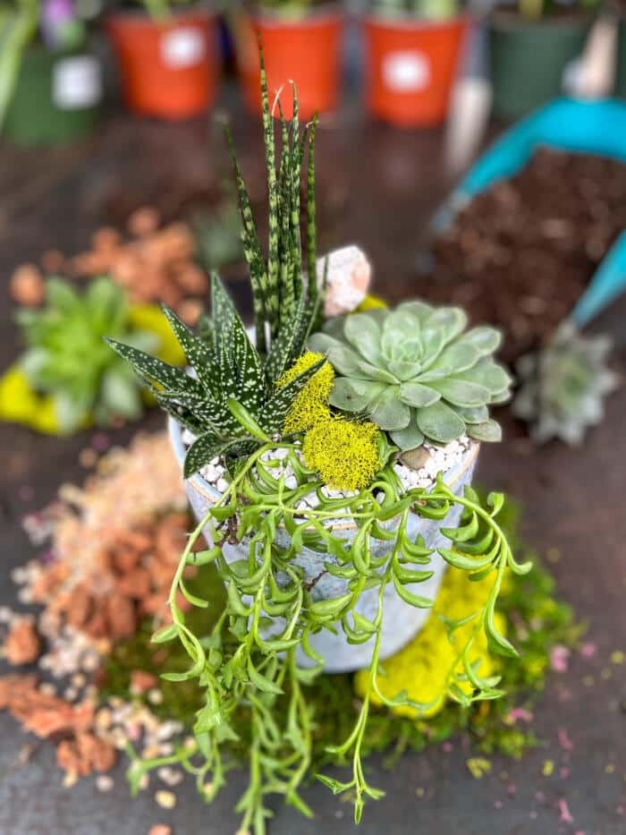 The Watering Can | This kit features 3 assorted succulents and a snake plant which you will plant up together and decorate with stones and mosses.
