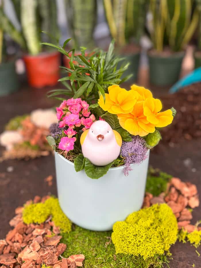 The Watering Can | This kit is made in a soft blue pot and includes a primula, kalanchoe and a mini tropical plant adorned with mosses and a cute ceramic bird.