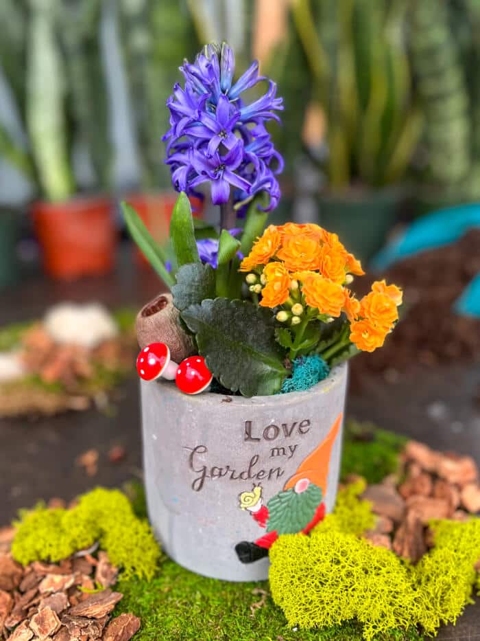 The Watering Can | This kit is made in a cement pot with gnome on it and you will fill it with a blue hyacinth and a orange kalanchoe. You will decorate it with moss and mini mushrooms.