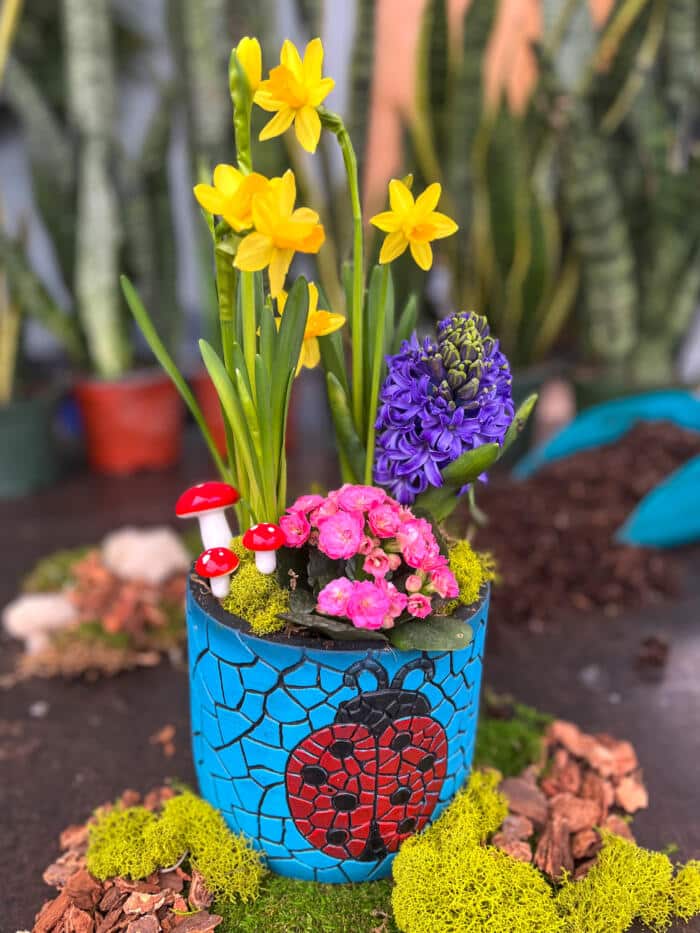 The Watering Can | This kit is made in a mosaic blue pot with a ladybug or dragonfly featured on it. Inside of it you will plant a daffodil, a hyacinth and a kalanchoe and decorate it with mosses and some mini mushroom decorations.