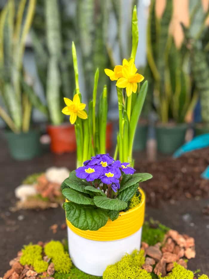 The Watering Can | This kit includes a bright yellow mini daffodil and a purple primula decorated with mosses.