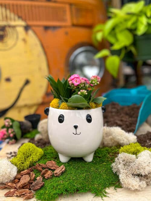 The Watering Can | This kit features a panda shaped pot and includes a dracena and a kalanchoe plant.