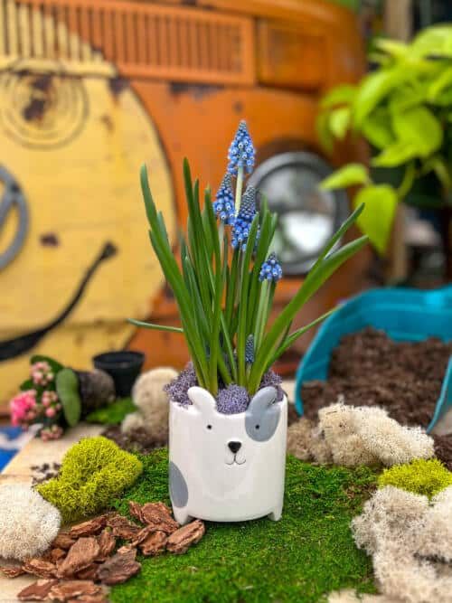 The Watering Can | This kit features a dog shaped pot, a muscari plant and some moss.