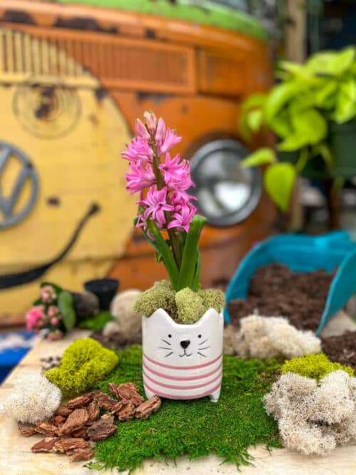 The Watering Can | This kit features a cat shaped pot, a hyacinth and some moss.