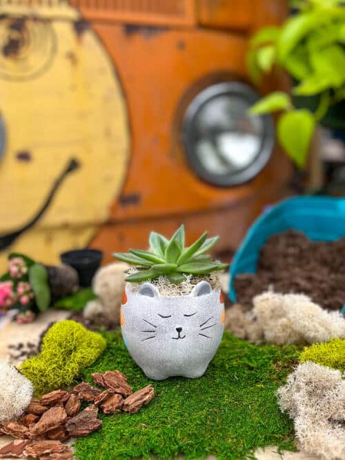 The Watering Can | This kit features a cat shaped pot and inside you will plant a succulent and decorate it with moss.
