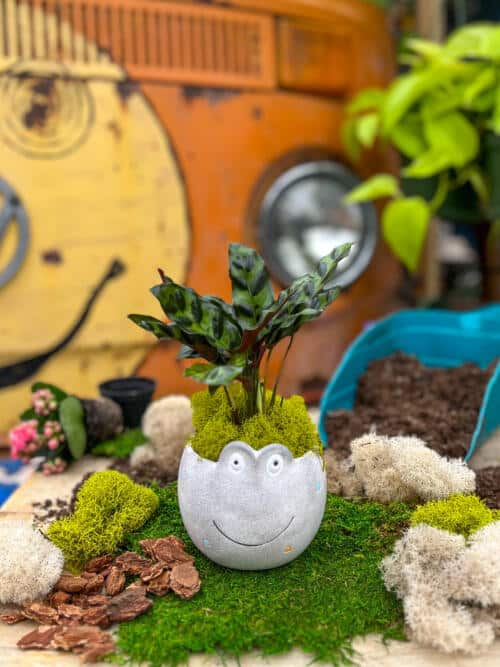 The Watering Can | This kit features a frog shaped pot and a calathea plant and moss.