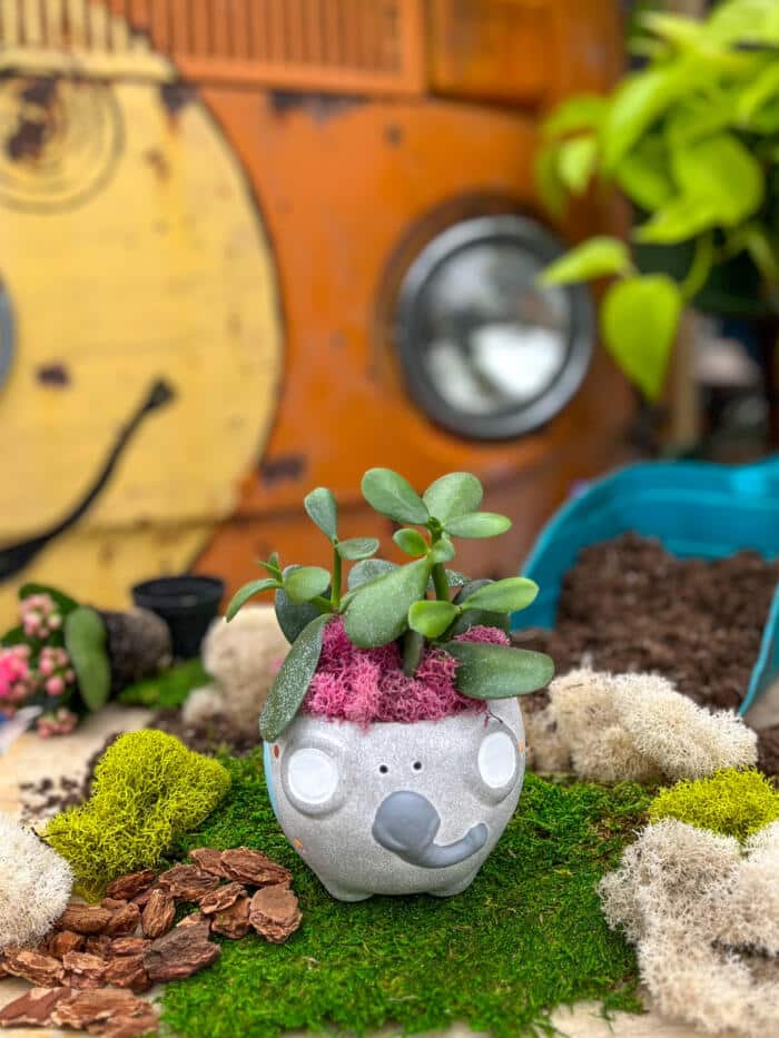 The Watering Can | This kit features a succulent planted into an elephant shaped pot and decorated with moss.