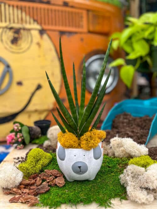 The Watering Can | This kit features a spiky snake plant potted into a dog shaped pot and decorated with moss.
