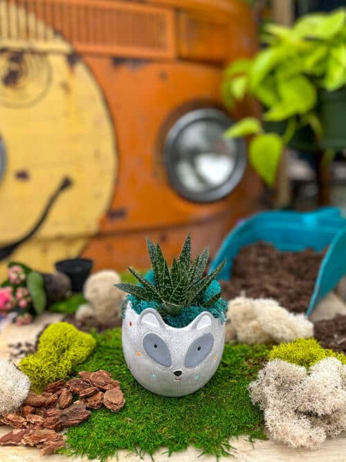 The Watering Can | This kit features a raccoon shaped pot and a succulent with some moss.