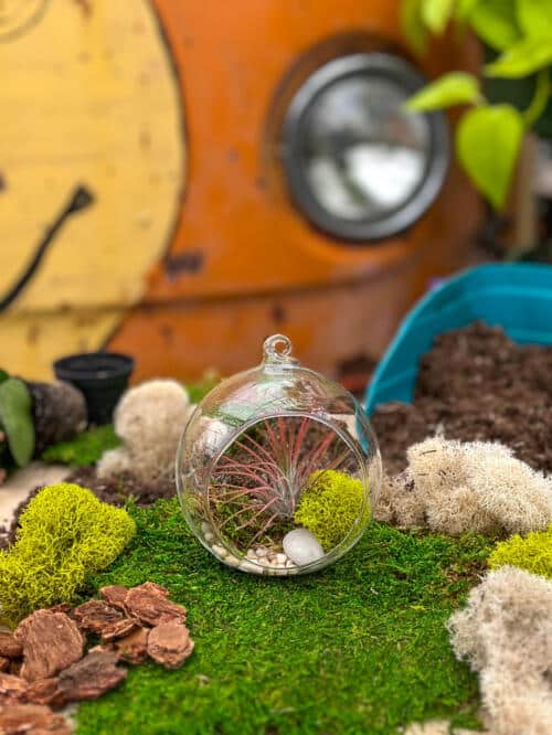 The Watering Can | This is an air plant DIY kit that comes with 1 airplant, assorted mosses and stones in a glass orb.